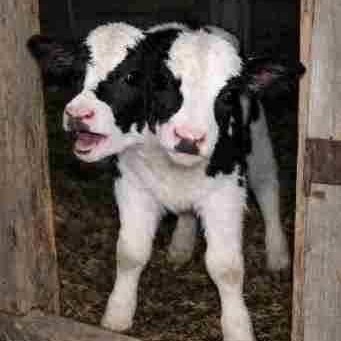 ゆずヶ原牧場で生まれた双頭の山羊　ルミ