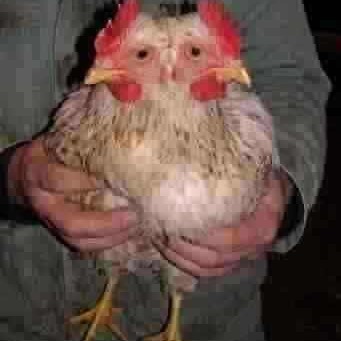 双頭の鶏　増尾